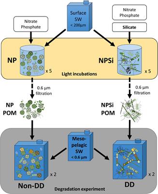 Diatom Dominance Enhances Resistance of Phytoplanktonic POM to Mesopelagic Microbial Decomposition